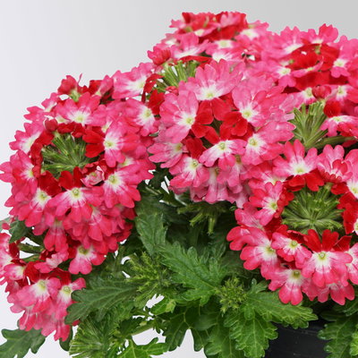 Eisenkraut 'Drums® Red Shades' pink-rot, Topf-Ø 12 cm, 6 Pflanzen Eisenkraut 'Drums® Red Shades' pink-rot, Topf-Ø 12 cm, 6 Pflanzen