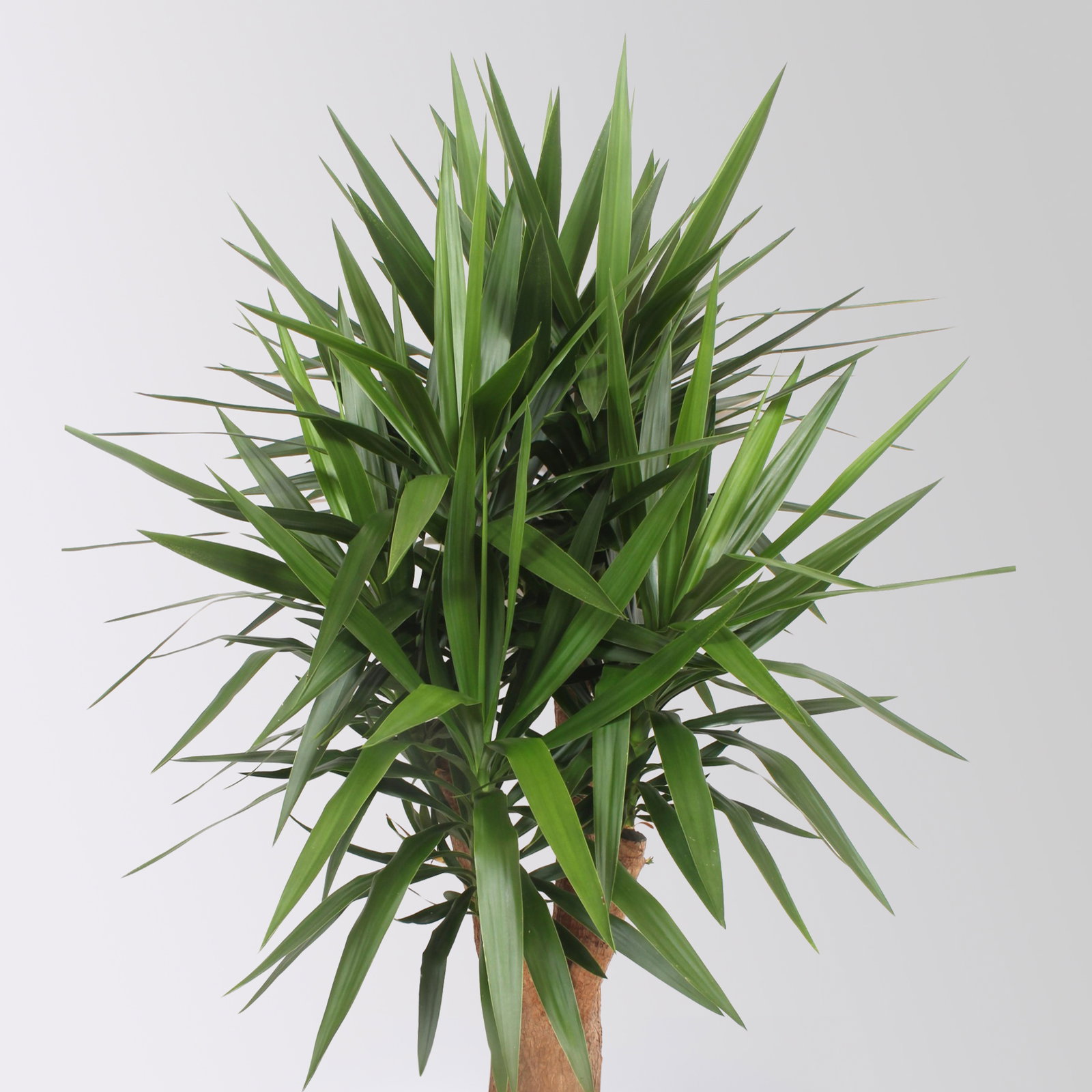 Palmlilie, verzweigt, Topf-Ø 45 cm, Höhe ca. 170 cm