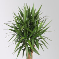 Palmlilie, verzweigt, Topf-Ø 45 cm, Höhe ca. 170 cm