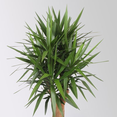 Palmlilie, verzweigt, Topf-Ø 45 cm, Höhe ca. 170 cm