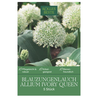 Allium Karataviense Ivory Queen (Blauzungenlauch) weiß, 5 Blumenzwiebeln