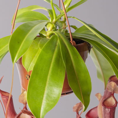 Kannenpflanze, 8-12 Kannen, in Blumenampel, Topf-Ø 14 cm Kannenpflanze, 8-12 Kannen, in Blumenampel, Topf-Ø 14 cm