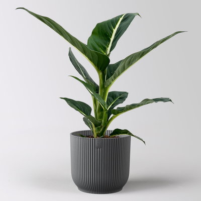Dieffenbachie 'Green Magic', Topf-Ø 12 cm, inkl. Übertopf anthrazit , 2 Pflanzen Dieffenbachie 'Green Magic', Topf-Ø 12 cm, inkl. Übertopf anthrazit , 2 Pflanzen