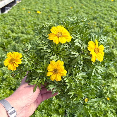 Goldmarie 'Rockstar', gelb, Topf-Ø 14 cm, 4 Pflanzen