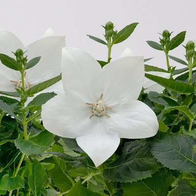 Ballonblume, weiß, Topf-Ø 12 cm, 6 Pflanzen