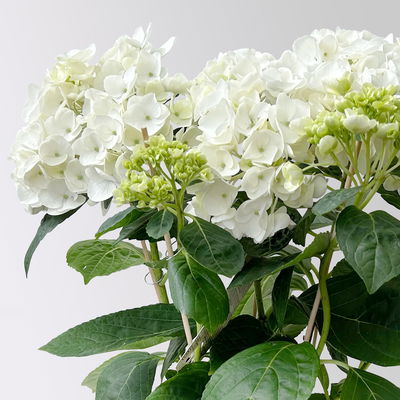 Hortensie Hovaria® 'Holibel' weiß, Topf-Ø 14 cm, Höhe ca. 40 cm
