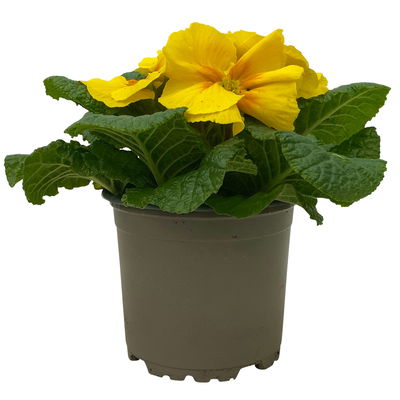 Primel gelb, Topf-Ø 10,5 cm, 8 Pflanzen Primel gelb, Topf-Ø 10,5 cm, 8 Pflanzen