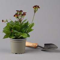 Garten-Schlüsselblume 'Little Queen' dunkelrot-gelb, Topf-Ø 13 cm, 6er-Set