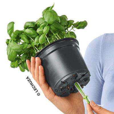 Lechuza 'Cube Color 16', weiß, ca. 17 x 17 x H 16 cm Lechuza 'Cube Color 16', weiß, ca. 17 x 17 x H 16 cm