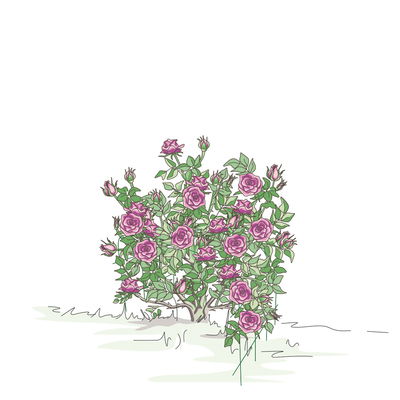 Bellissa Hortensienstütze 'ANNABELLE', 2er-Set, grün, H60 x L65 x L57 cm Bellissa Hortensienstütze 'ANNABELLE', 2er-Set, grün, H60 x L65 x L57 cm