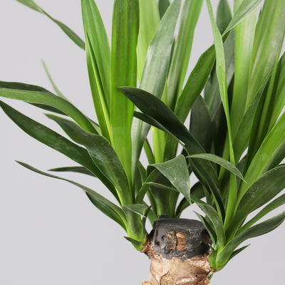 Palmlilie in Topf Dallas, Topf-Ø 17 cm, Höhe ca. 60-80 cm