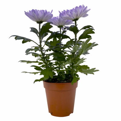 Chrysantheme 'Zembla Make-Upz® Uno Mix, Farben zufällig, Topf-Ø 13 cm, 3er-Set Chrysantheme 'Zembla Make-Upz® Uno Mix, Farben zufällig, Topf-Ø 13 cm, 3er-Set