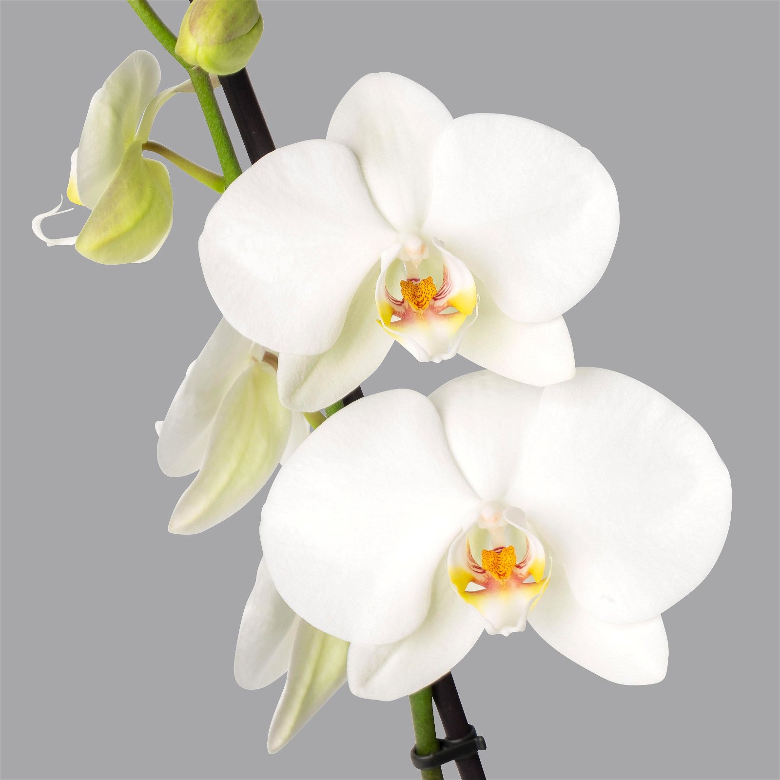Schmetterlingsorchidee, inkl. Keramiktopf, weiß, Topf-Ø 12cm, Höhe ca. 60 cm