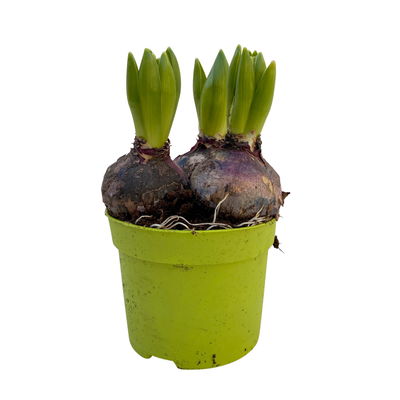 Hyazinthe, rot, vorgetrieben, Topf-Ø 12 cm, 6 Pflanzen