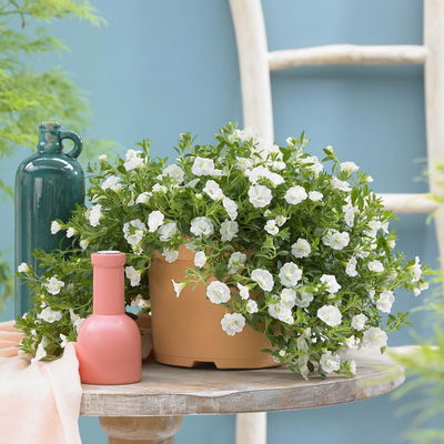 Zauberglöckchen 'Uno Double White' weiß, gefüllt, Topf-Ø 13 cm, 6 Pflanzen