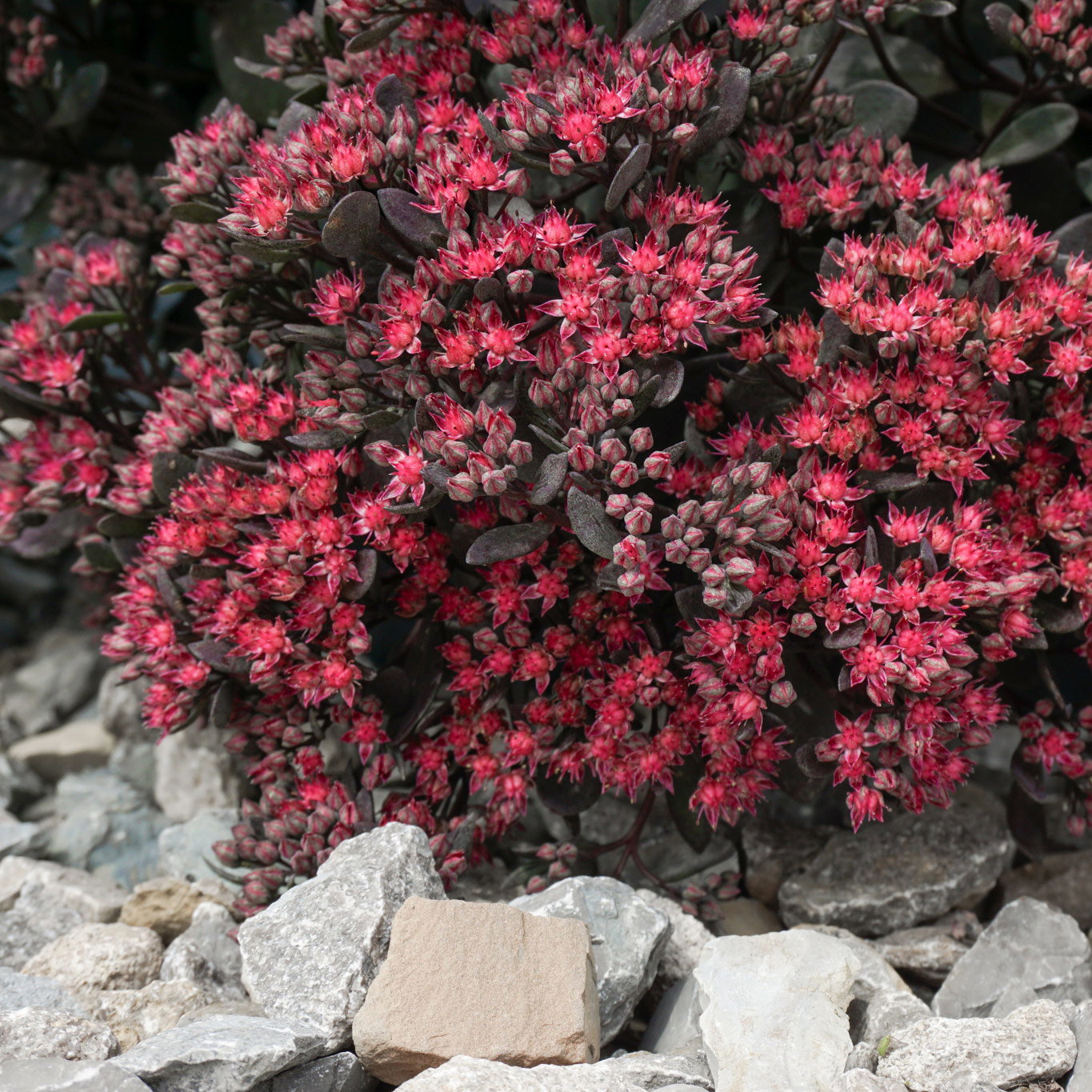 Fetthenne dunkel purpurrosa, Topf Ø 12 cm, 3 Pflanzen