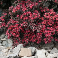 Fetthenne dunkel purpurrosa, Topf Ø 12 cm, 3 Pflanzen