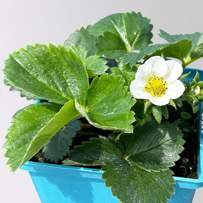 Bio Erdbeere Hummi® 'Kletter-Toni', Topf 11x 11 cm, 3 Pflanzen Bio Erdbeere Hummi® 'Kletter-Toni', Topf 11x 11 cm, 3 Pflanzen