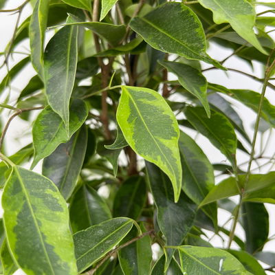 Birkenfeige 'Anastasia' im Keramiktopf Dallas, Topf-Ø 17 cm, Höhe ca. 60 cm