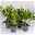 Blütenskimmie 'Finchy', Skimmia japonica, weiß, 4er Set, Topf 10,5 cm Ø
