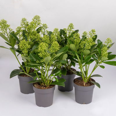 Blütenskimmie 'Finchy', Skimmia japonica, weiß, 4er Set, Topf 10,5 cm Ø Blütenskimmie 'Finchy', Skimmia japonica, weiß, 4er Set, Topf 10,5 cm Ø