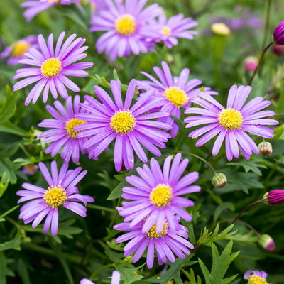 Blaues Gänseblümchen lilablau, Topf-Ø 12 cm, 6er-Set