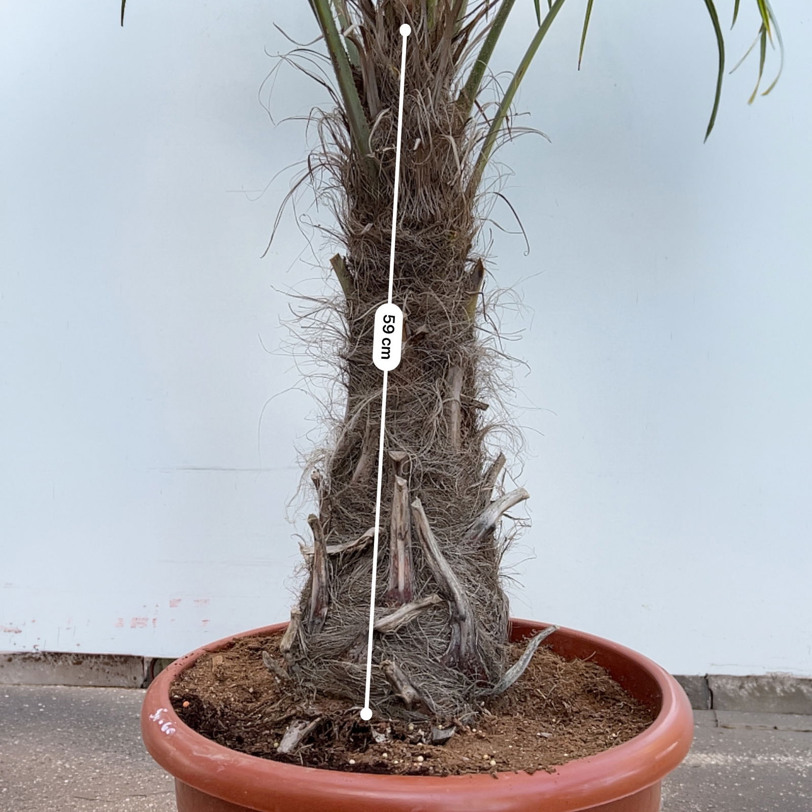 Hanfpalme, Stamm, Topf 35-45 Liter, Höhe ca. 180 cm