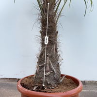 Hanfpalme, Stamm, Topf 35-45 Liter, Höhe ca. 180 cm