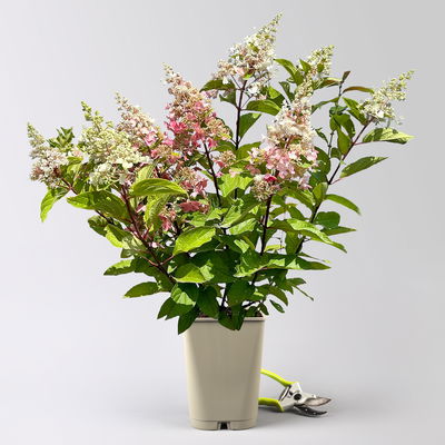 Rispenhortensie 'Pinky Winky'® DVP PinkyⓈ, Höhe ca. 30-40 cm, Topf 5 Liter