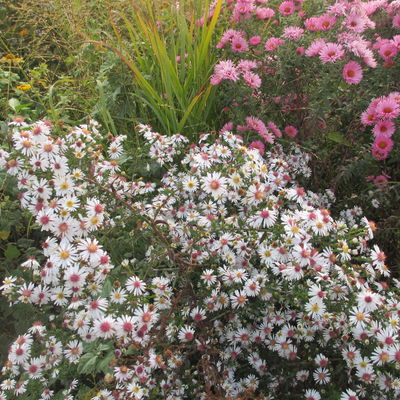 Bio Waagerechte Aster 'Chloe', weiß, Topf 11x11 cm, 3 Pflanzen