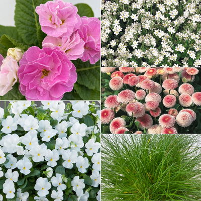 Grabbepflanzung Frühling rosa-weiß, 12 Pflanzen Grabbepflanzung Frühling rosa-weiß, 12 Pflanzen