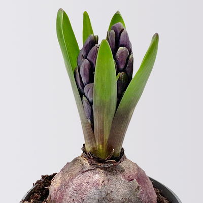 Hyazinthe, blau, vorgetrieben, Topf-Ø 9 cm, 9 Pflanzen