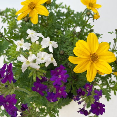 Sommerblumen Mix TrioMio™ bunt, Mix zufällig, Topf-Ø 12 cm, 6er-Set