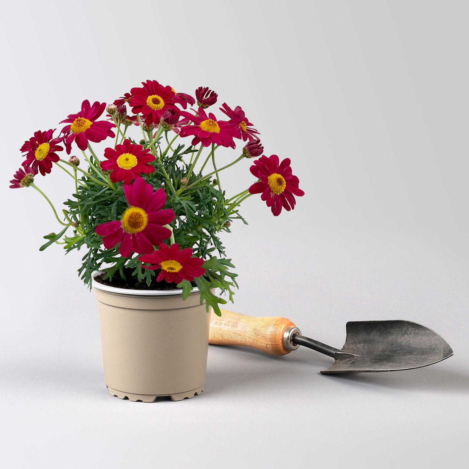 Margerite, Farben zufällig, Topf-Ø 11 cm, 8 Pflanzen