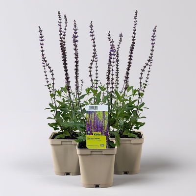 Salvia nemorosa 'Caradonna' dunkelblau, Topf 11x11 cm, 3 Pflanzen