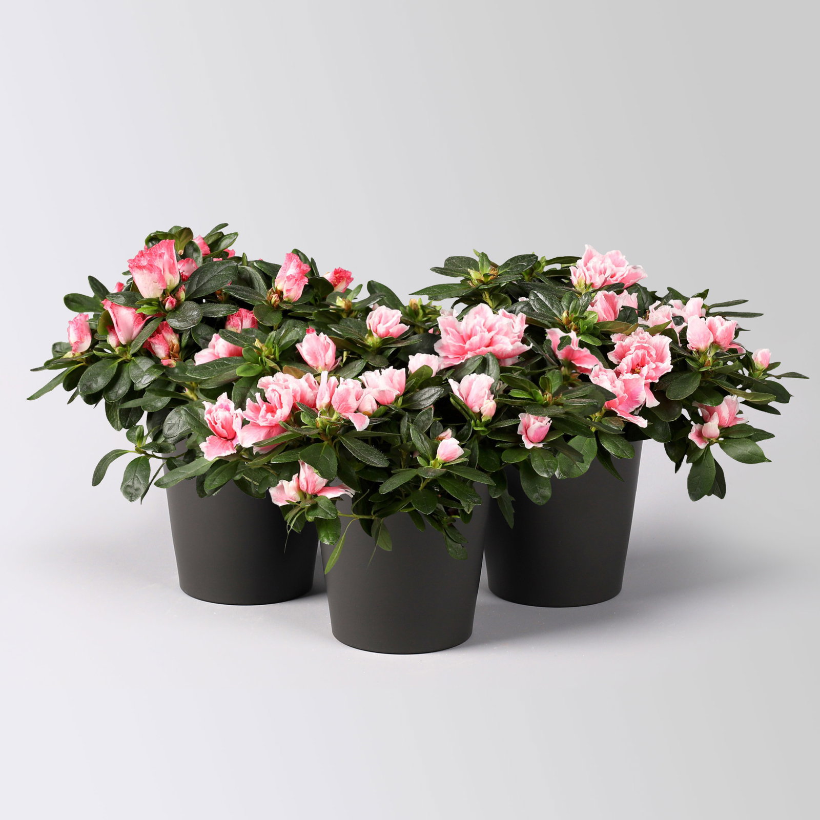 Azalee, rosa-weiß gefüllt im Keramiktopf Dallas anthrazit, Topf-Ø 12 cm, 3er-Set