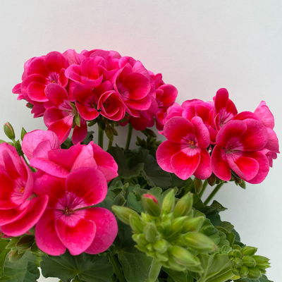 Stehende Geranie 'Pretty Little™', Topf-Ø 13 cm, 6er-Set