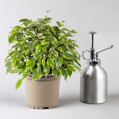 Birkenfeige 'Kinky', Topf-Ø 12 cm, Höhe ca. 25 cm, 3 Pflanzen