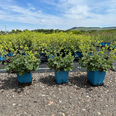 Bio Zwerg-Frauenmantel, grün-gelb, Topf 9x9 cm, 3 Pflanzen