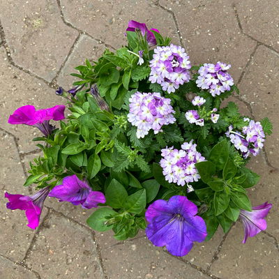 Eisenkraut/Petunien Duo, lila, Topf-Ø 14 cm, 4 Pflanzen