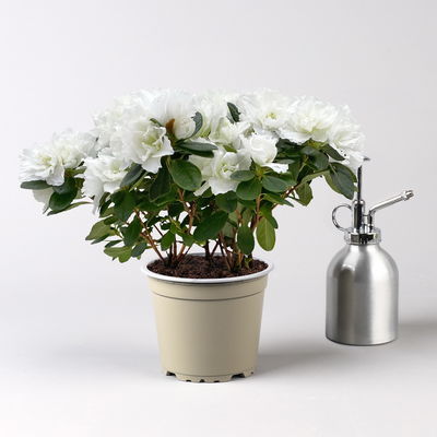 Azalee, 3er-Set, weiss gefüllt, Topf 12 cm Ø Azalee, 3er-Set, weiss gefüllt, Topf 12 cm Ø