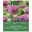 Schmetterlingsgarten-Kollektion, 70 Blumenzwiebeln Schmetterlingsgarten-Kollektion, 70 Blumenzwiebeln
