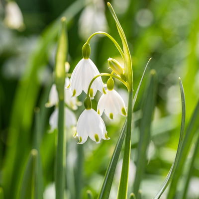 Sommerknotenblume weiß, Topf-Ø 15 cm, 2er-Set Sommerknotenblume weiß, Topf-Ø 15 cm, 2er-Set