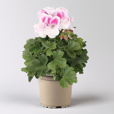 Edelgeranie Bella Donna® 'Don Donatello®', pink-weiß, Topf-Ø 12 cm, 6 Pflanzen Edelgeranie Bella Donna® 'Don Donatello®', pink-weiß, Topf-Ø 12 cm, 6 Pflanzen