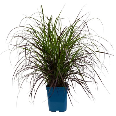 Lampenputzergras 'Rubrum' rot, Topf-Ø 26 cm Lampenputzergras 'Rubrum' rot, Topf-Ø 26 cm