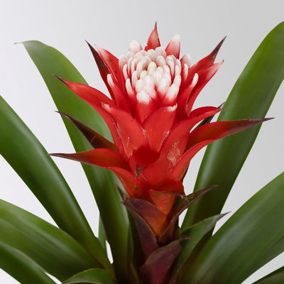 Guzmania 'Hope', rot-weiß, Topf-Ø 13 cm, Höhe ca. 45 cm, 2 Pflanzen Guzmania 'Hope', rot-weiß, Topf-Ø 13 cm, Höhe ca. 45 cm, 2 Pflanzen