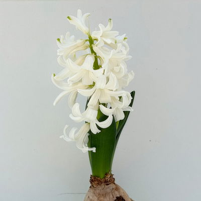 Hyazinthe, Mini, weiß, Topf-Ø 6 cm, 10 Pflanzen