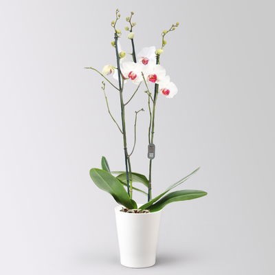 Schmetterlingsorchidee, inkl. Keramiktopf, weiß mit roter Lippe, Topf-Ø 12 cm