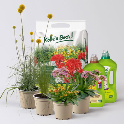 Pflanzenkreation Trockenzauberer, klein, 4 Pflanzen inkl. Erde und Dünger Pflanzenkreation Trockenzauberer, klein, 4 Pflanzen inkl. Erde und Dünger