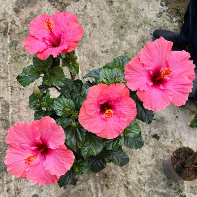 Hibiskus, rosa, Stamm, Topf-Ø 17 cm, Höhe ca. 70 cm